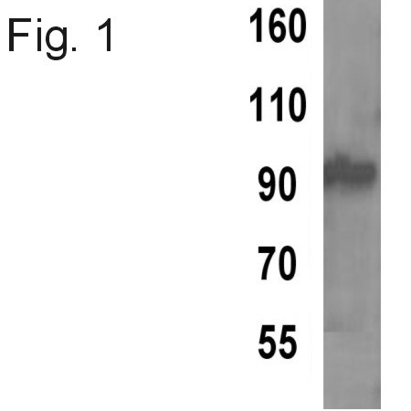 TPX2 Antibody in Western Blot (WB)