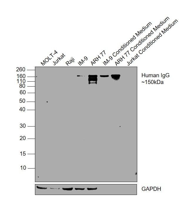 Human IgG Fc (CH2 domain) Secondary Antibody in Western Blot (WB)