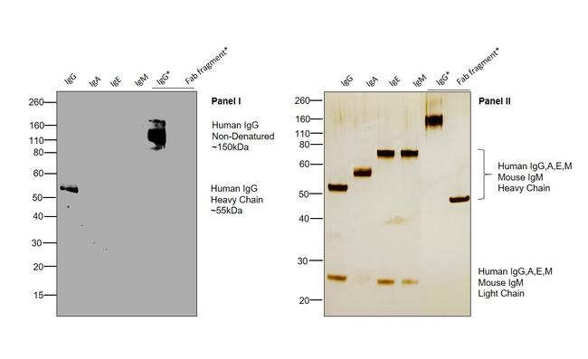 Human IgG Fc (CH2 domain) Secondary Antibody in Western Blot (WB)