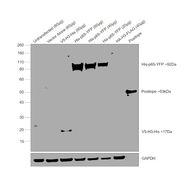 6x-His Tag Antibody