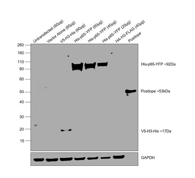 6x-His Tag Antibody in Western Blot (WB)