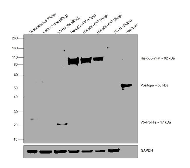 6x-His Tag Antibody in Western Blot (WB)