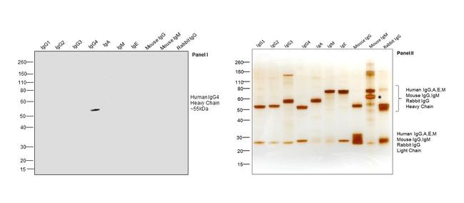 Human IgG4 Fc Secondary Antibody in Western Blot (WB)