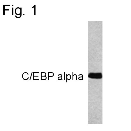 C/EBP alpha Antibody in Western Blot (WB)