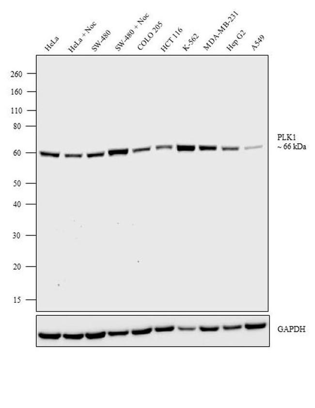 PLK1 Antibody in Western Blot (WB)