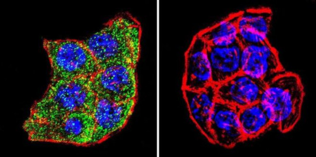 PLK1 Antibody in Immunocytochemistry (ICC/IF)