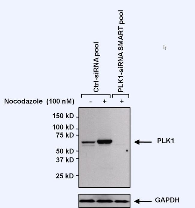 PLK1 Antibody in Western Blot (WB)