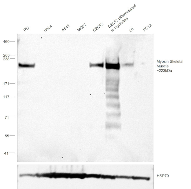 Myosin Skeletal Muscle Antibody in Western Blot (WB)