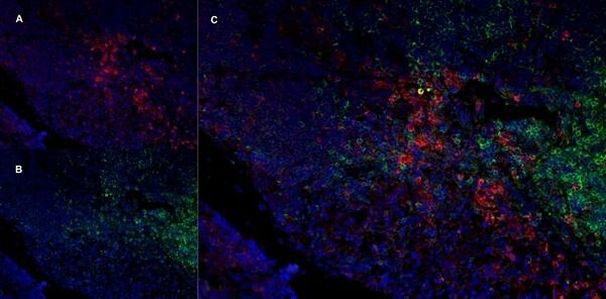 CD11b/c Antibody in Immunohistochemistry (Frozen) (IHC (F))