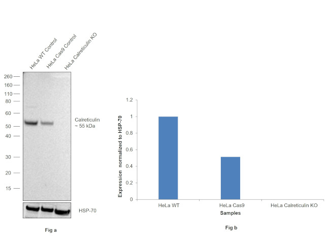 Calreticulin Antibody