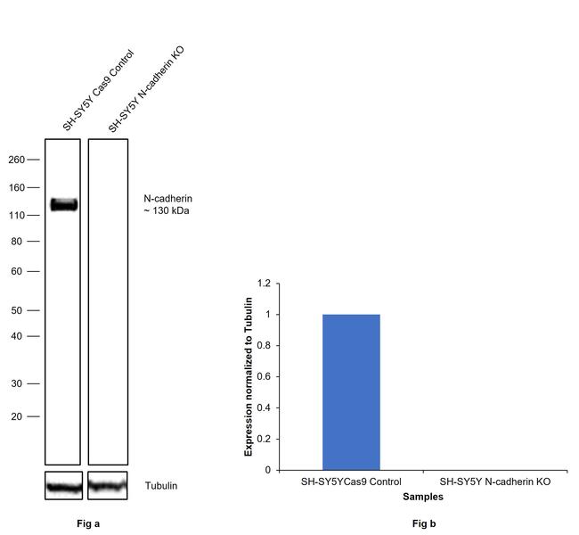 N-cadherin Antibody in Western Blot (WB)