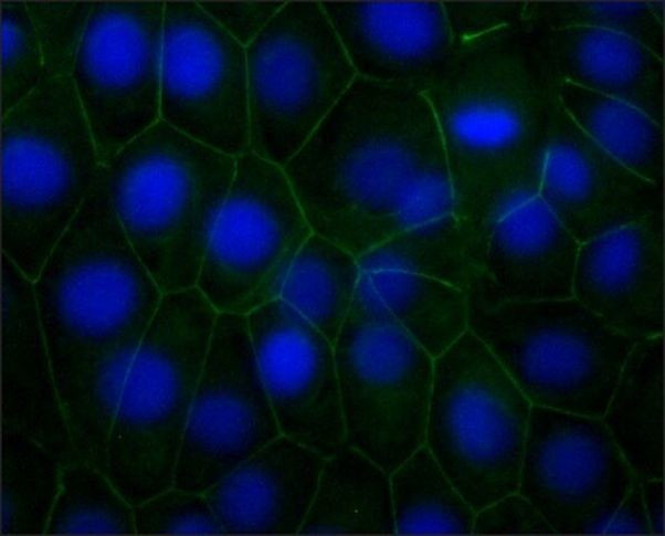 N-cadherin Antibody in Immunocytochemistry (ICC/IF)