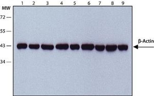 beta Actin Antibody in Western Blot (WB)