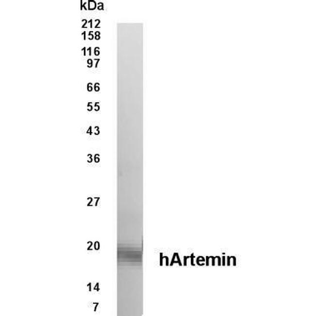 Hepatitis C Virus NS4 Antibody in Western Blot (WB)