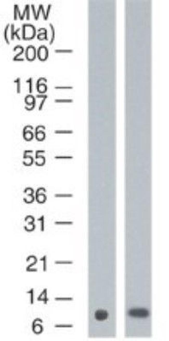 S100A7 Antibody in Western Blot (WB)