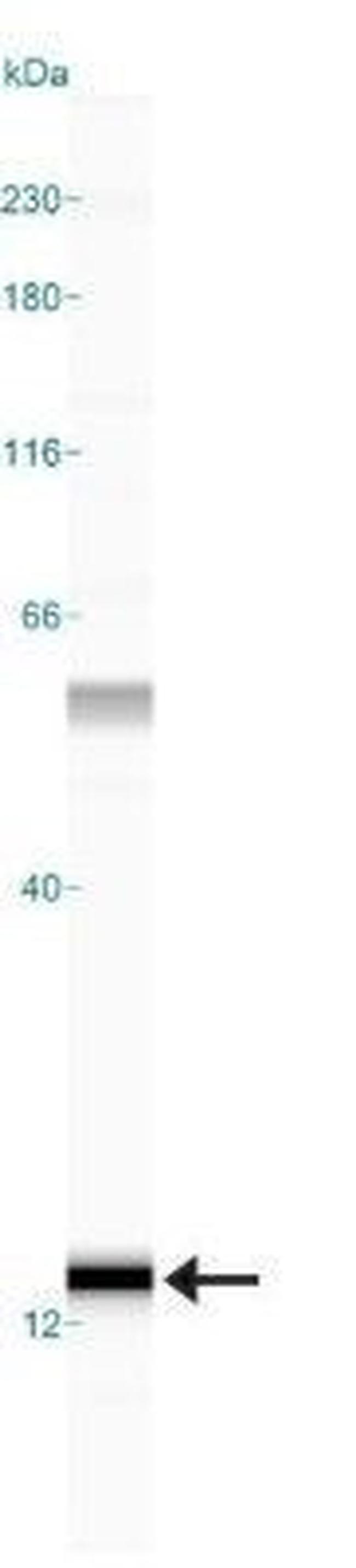 S100A7 Antibody in Western Blot (WB)