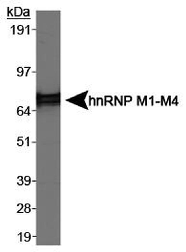 hnRNP M Antibody in Western Blot (WB)