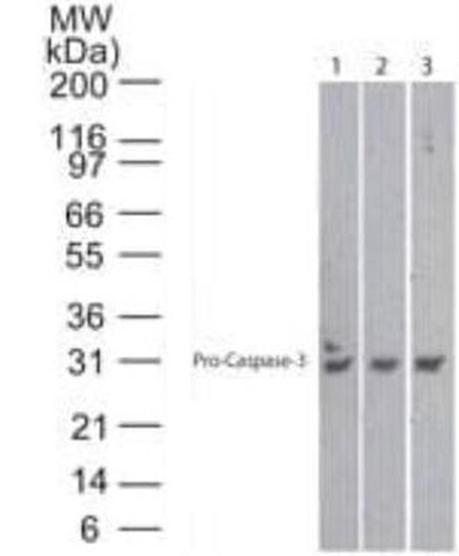 Active/Pro-Caspase 3 Antibody in Western Blot (WB)