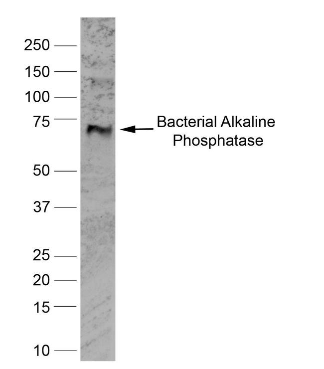 ALPL Antibody in Western Blot (WB)