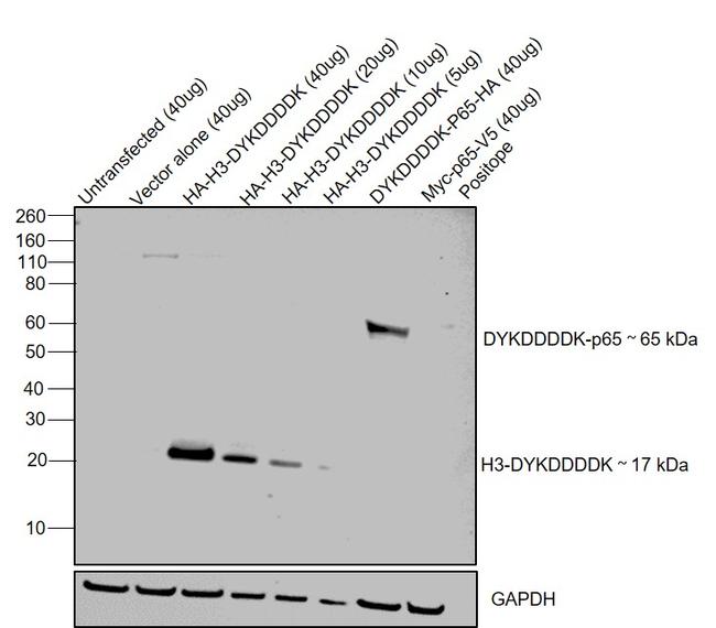 DYKDDDDK Tag Antibody in Western Blot (WB)