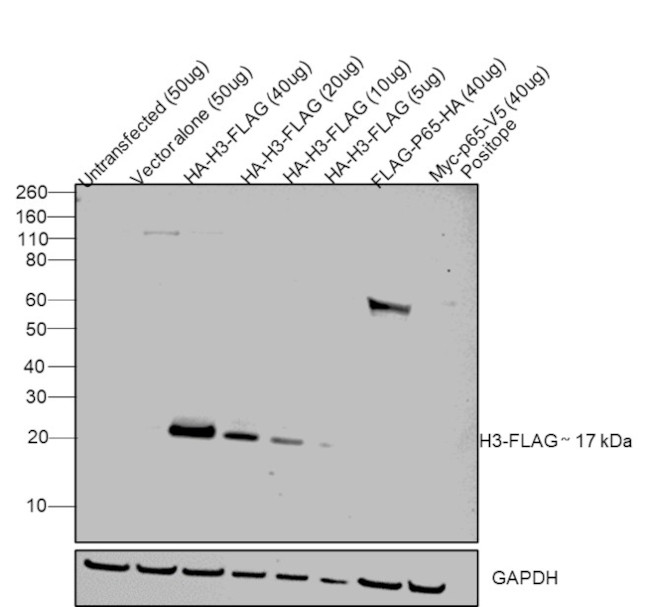 DYKDDDDK Tag Antibody