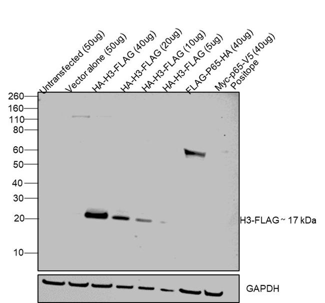 DYKDDDDK Tag Antibody in Western Blot (WB)