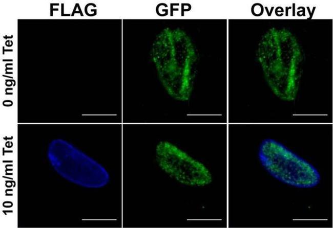 DYKDDDDK Tag Antibody