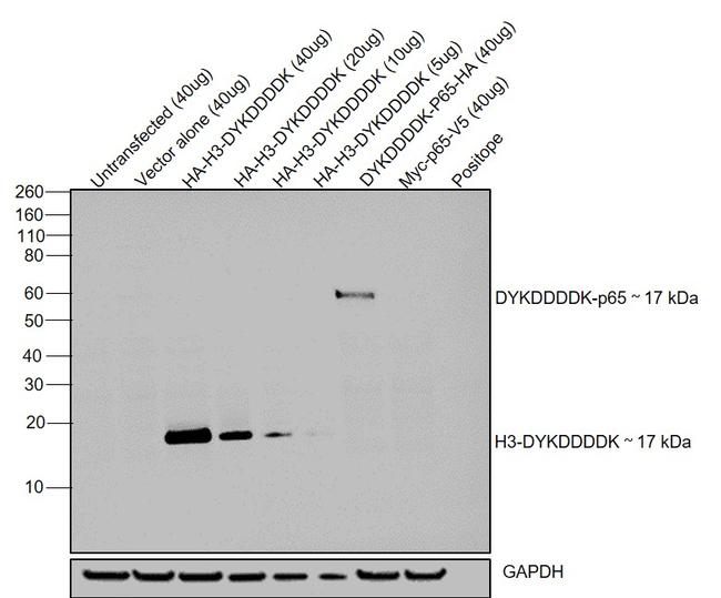 DYKDDDDK Tag Antibody in Western Blot (WB)