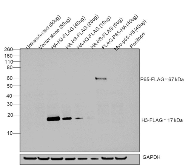 DYKDDDDK Tag Antibody