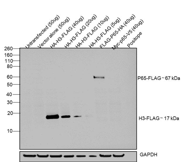 DYKDDDDK Tag Antibody in Western Blot (WB)