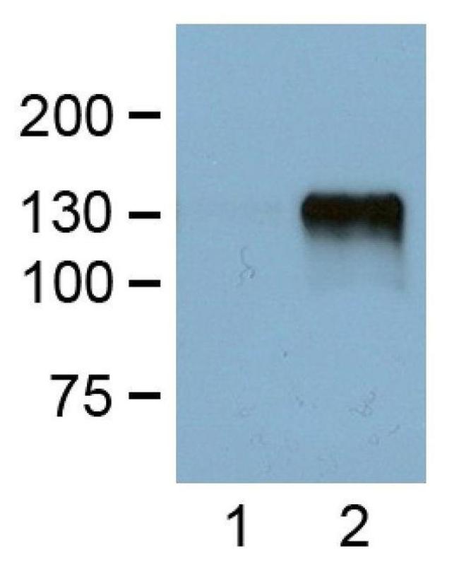 DYKDDDDK Tag Antibody in Western Blot (WB)