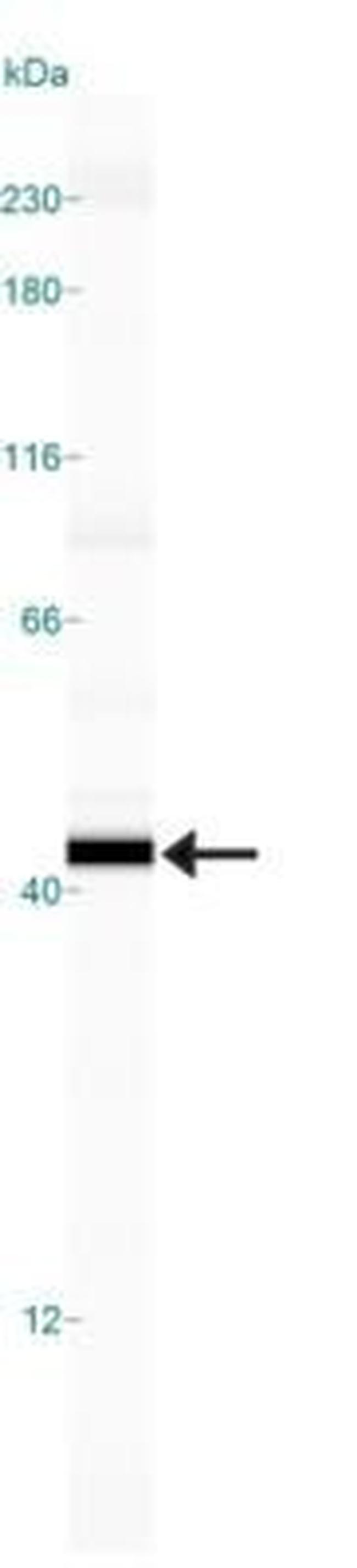 Caspase 7 Antibody in Western Blot (WB)