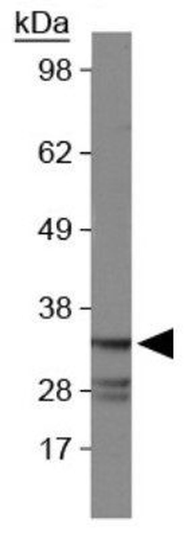 Caspase 7 Antibody in Western Blot (WB)