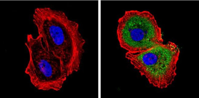 DIABLO Antibody in Immunocytochemistry (ICC/IF)