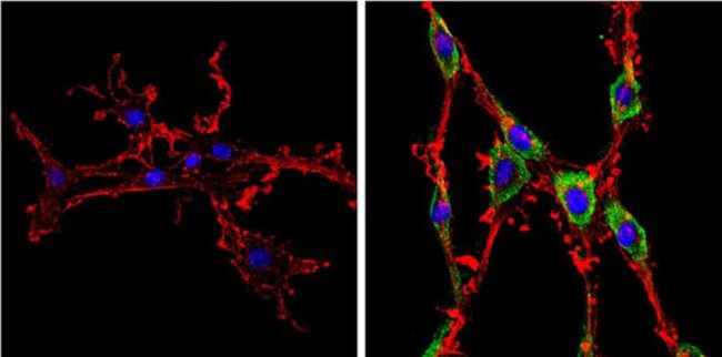 DIABLO Antibody in Immunocytochemistry (ICC/IF)