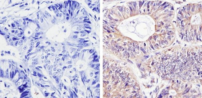 DIABLO Antibody in Immunohistochemistry (Paraffin) (IHC (P))