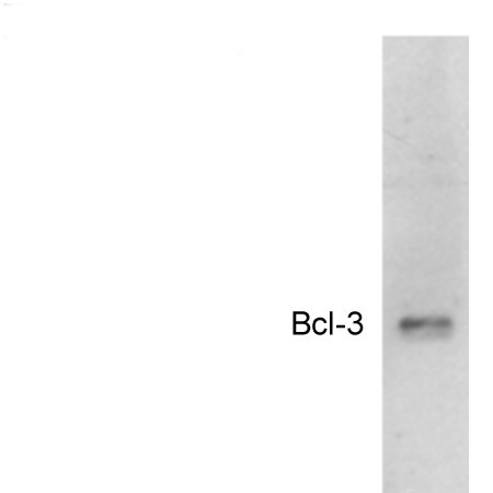 Bcl-3 Antibody in Western Blot (WB)