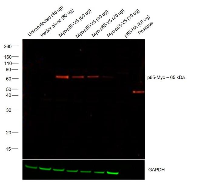 c-Myc Antibody in Western Blot (WB)