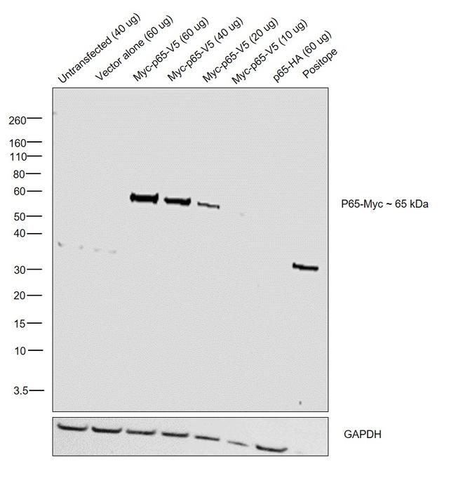 c-Myc Antibody in Western Blot (WB)