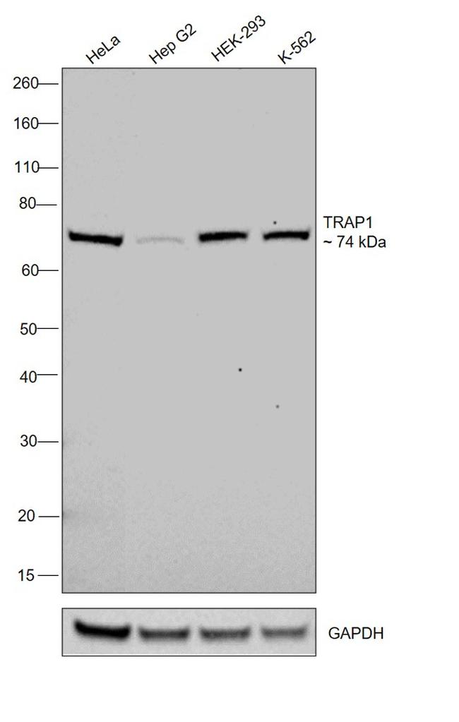 TRAP1 Antibody in Western Blot (WB)