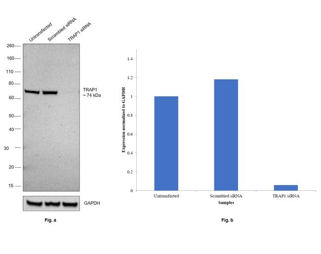 TRAP1 Antibody in Western Blot (WB)