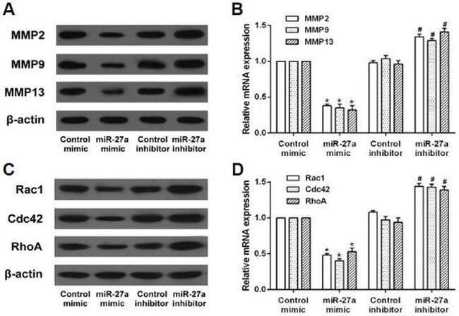 MMP2 Antibody in Western Blot (WB)