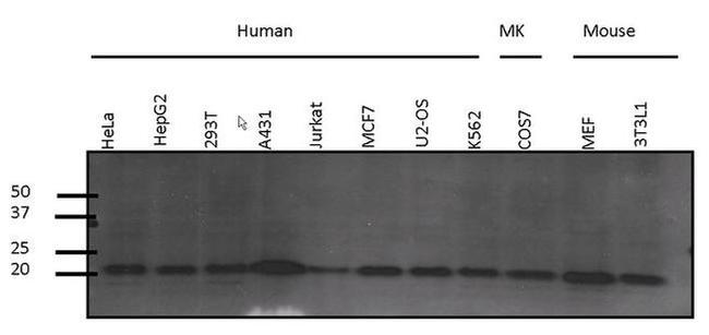 Pan Ras Antibody in Western Blot (WB)