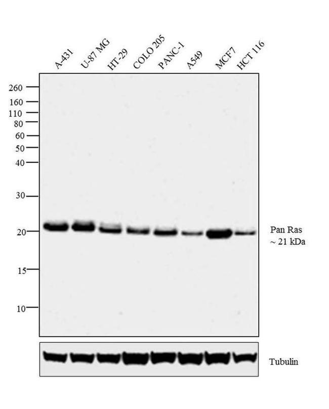 Pan Ras Antibody in Western Blot (WB)