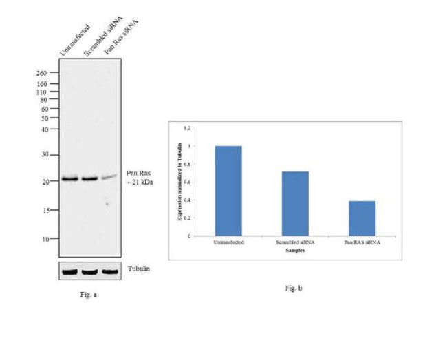 Pan Ras Antibody