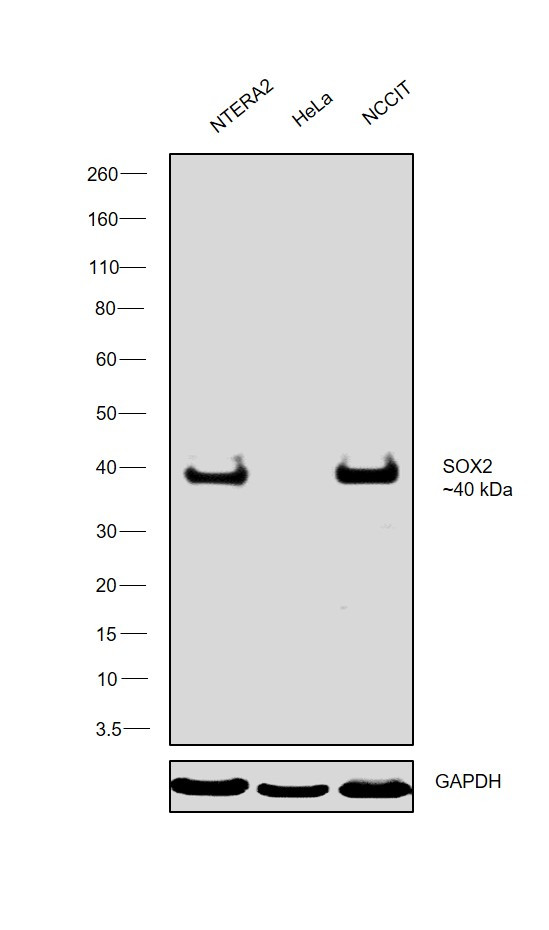 SOX2 Antibody