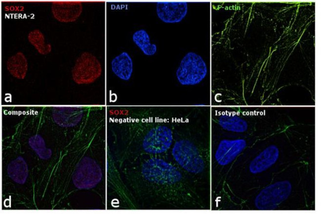 SOX2 Antibody