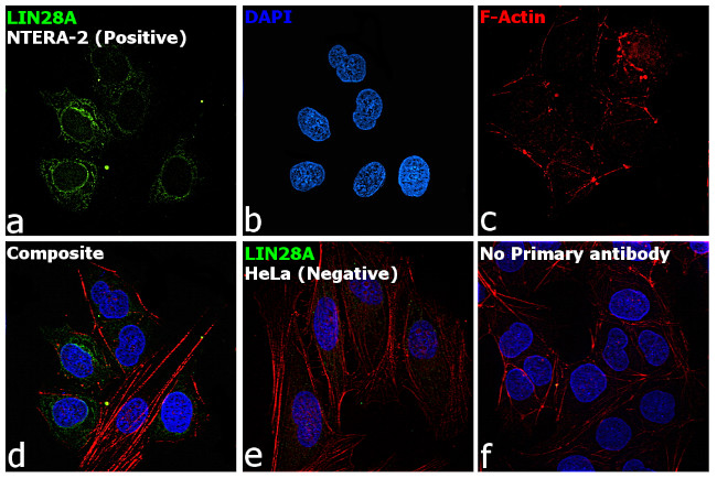 LIN28A Antibody in Immunocytochemistry (ICC/IF)