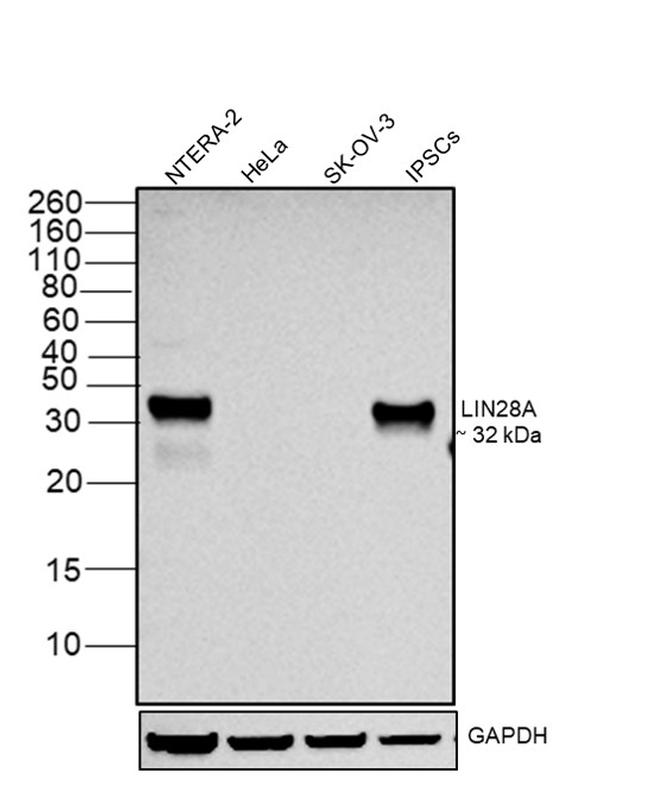 LIN28A Antibody in Western Blot (WB)