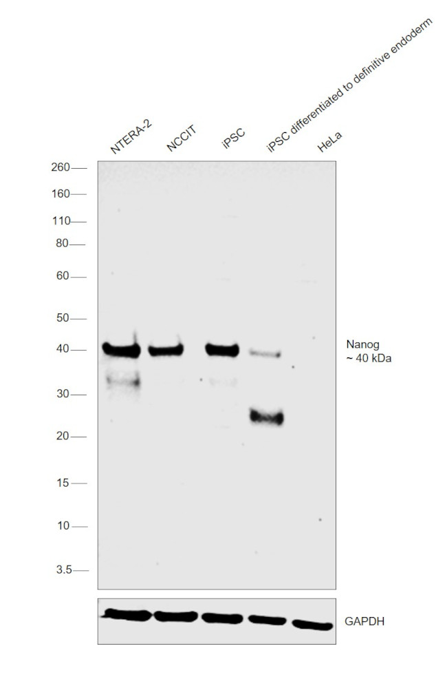 Nanog Antibody